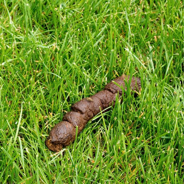 A Guide to Your Dog's Poop Color & What It Means Scoop Force